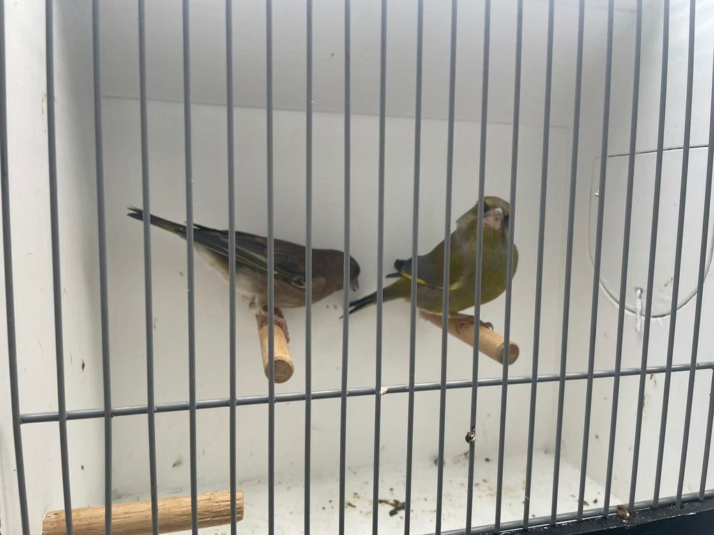 Prachtig koppel groenlingen ruilen, Dieren en Toebehoren, Vogels | Overige Vogels, Meerdere dieren