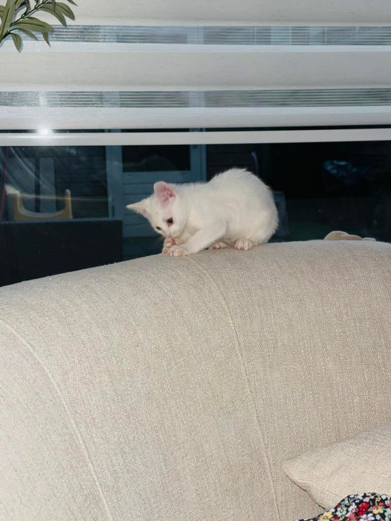 Turkse Angora 10 mnd oud, Kater