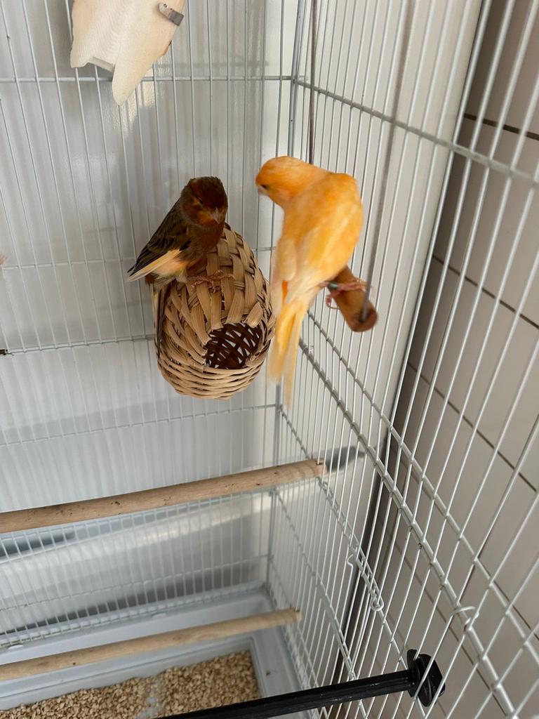 Koppel kanarie met kooi, Dieren en Toebehoren, Meerdere dieren, Zangkanarie