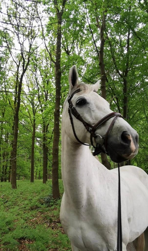 LEASEPAARD AANGEBODEN (bijrijder/verzorger gezocht), Dieren en Toebehoren, Ophalen of Verzenden, Zo goed als nieuw