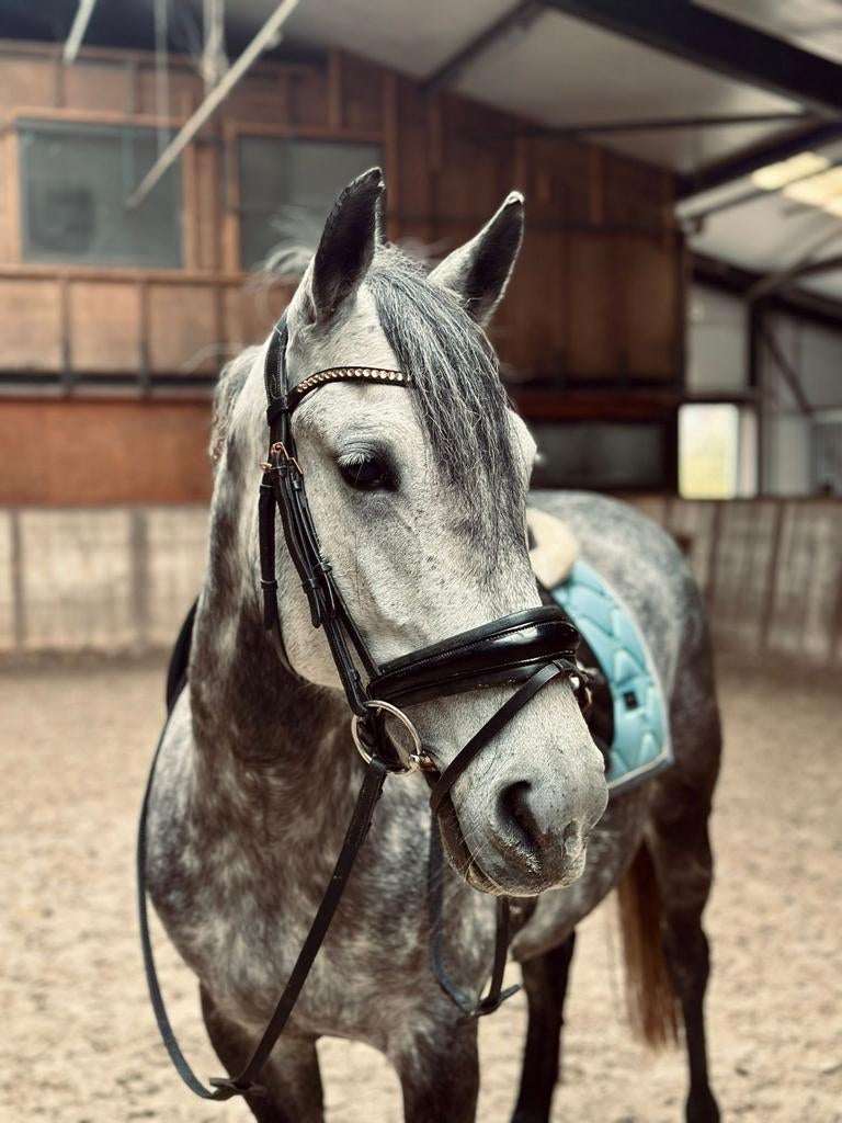 7 jarige schimmel merrie, D-pony, Dieren en Toebehoren, Pony's, B, Springpony, 7 tot 10 jaar, D pony (1.37m tot 1.48m)