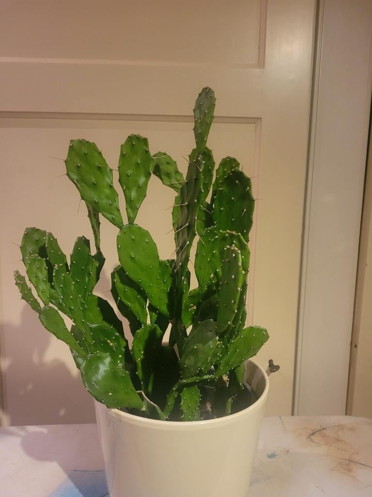 Grote Opuntia Cactus (Vijgcactus) met Gele Bloemen, Huis en Inrichting, Kamerplanten, Ophalen