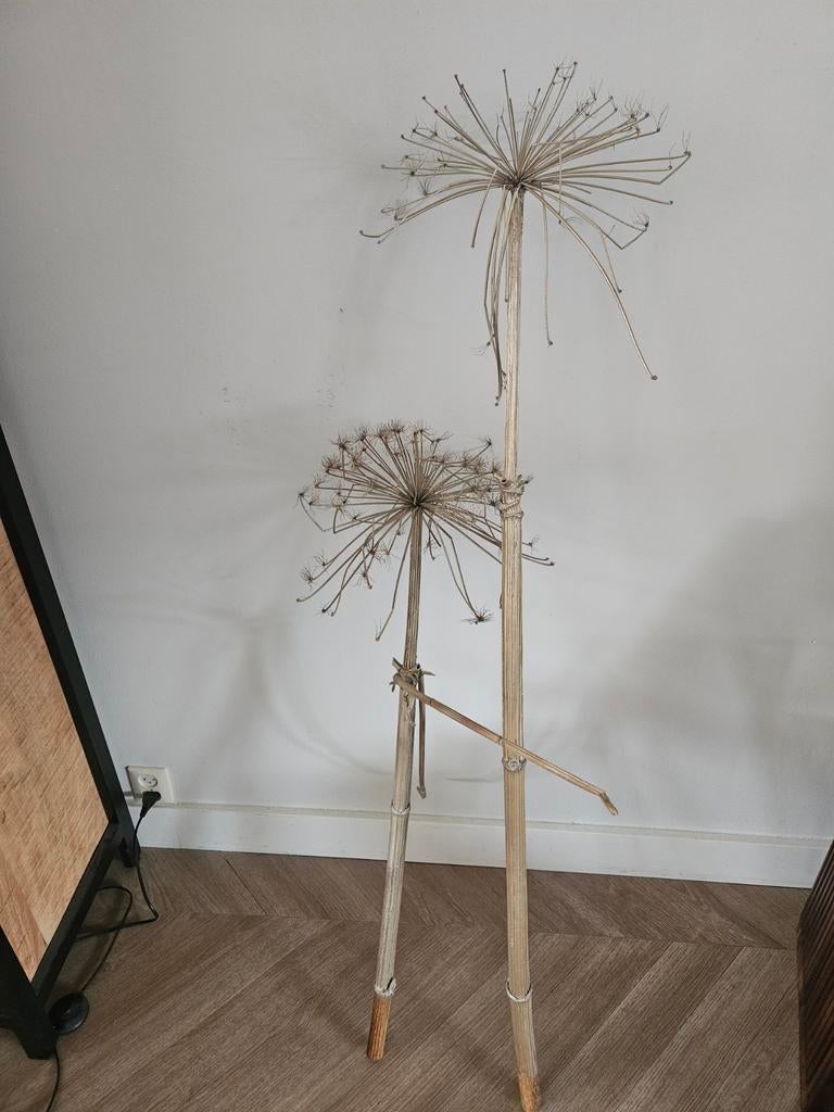 Twee gouden berenklauw stengels, Ophalen