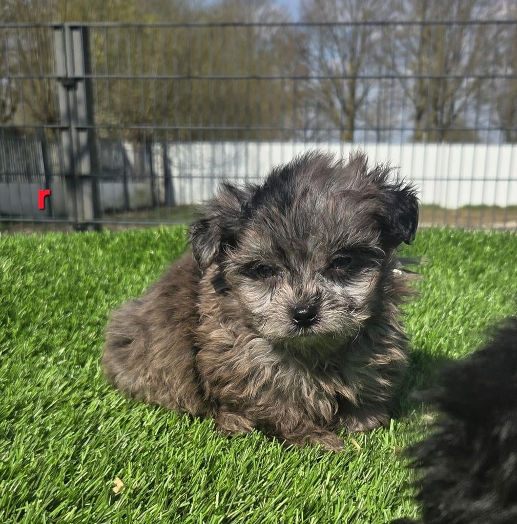 POMAPOO PUPS  (pomeriaan x dwerg poedel), Parvo, Nederland, 8 tot 15 weken, Meerdere