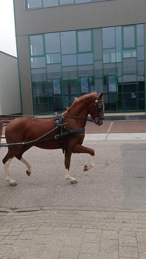 Braaf Tuigpaard hengst dressuur springen recreatie, Dieren en Toebehoren, Minder dan 160 cm, Met stamboom, 3 tot 6 jaar, Tuigpaard