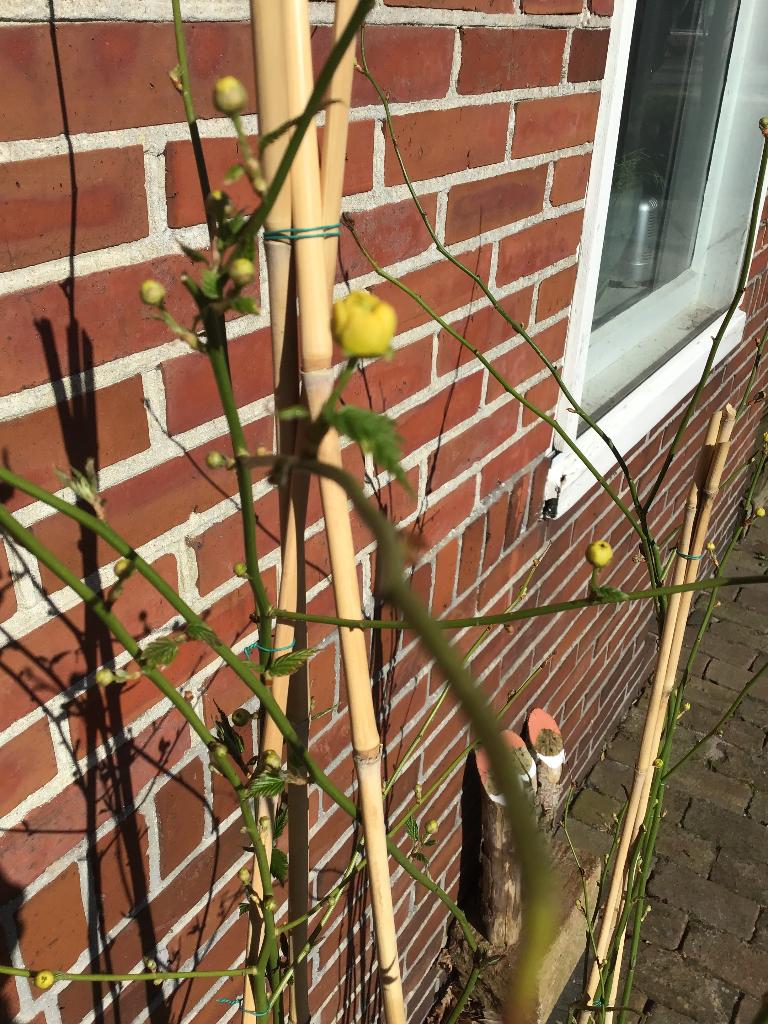 Kerria. Japonica. Ranonkelplant.  Vaste plant, Vaste plant, Halfschaduw, Lente, Ophalen