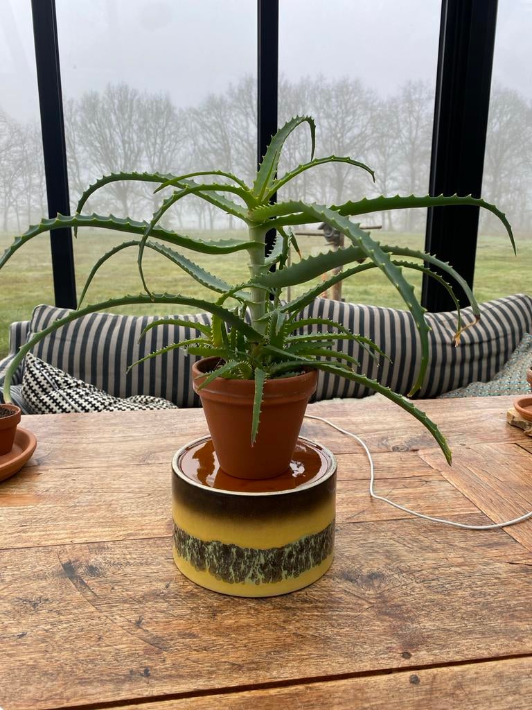 Aloe Vera Arborescens, Huis en Inrichting, Kamerplanten, Ophalen, Vetplant, In pot, Minder dan 100 cm