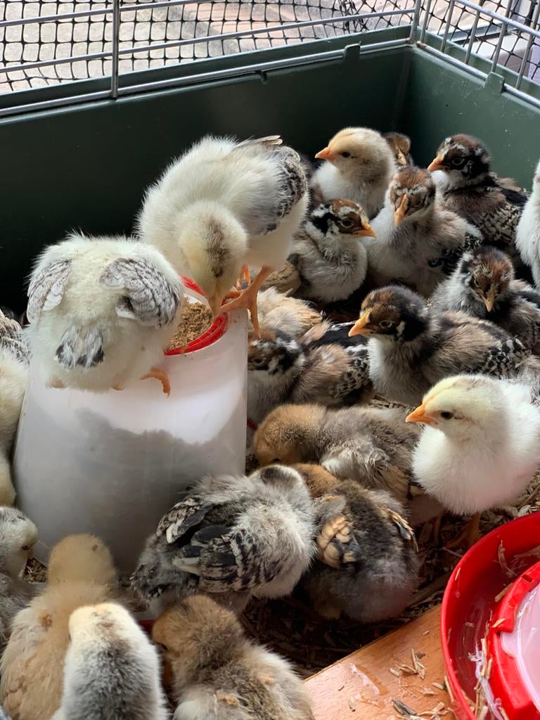 Leuke paaskuikens barnevelder/sussex, Meerdere dieren, Kip