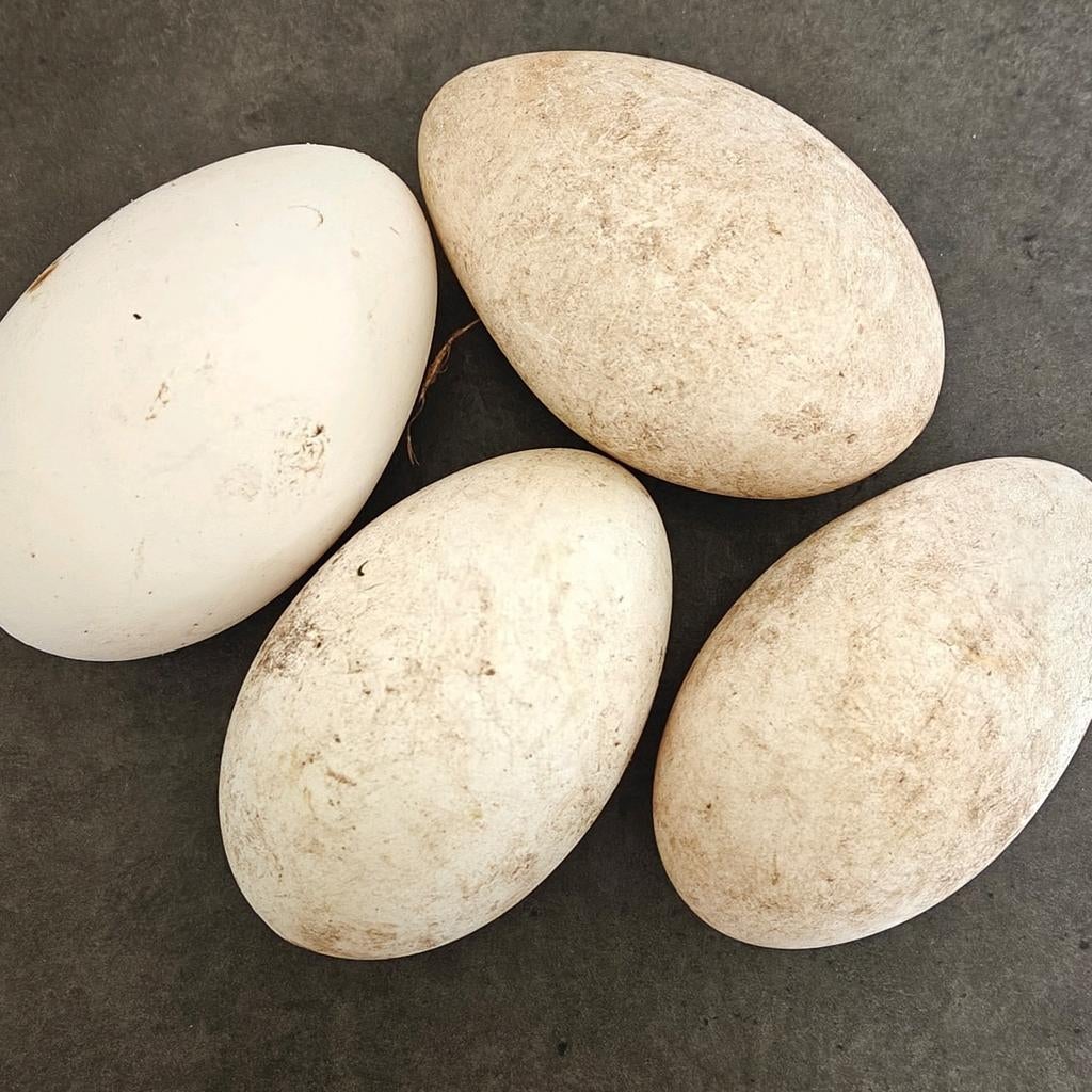 Ganzeneieren, Dieren en Toebehoren, Gans of Zwaan