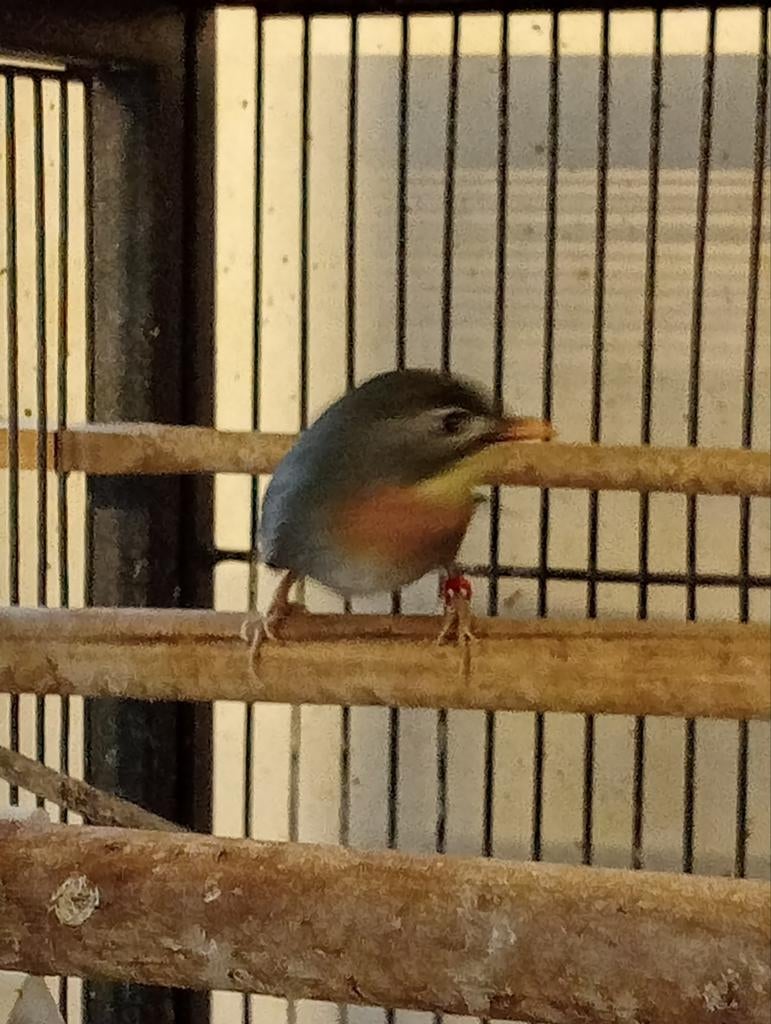 Japanse nachtegaal, Vrouwelijk