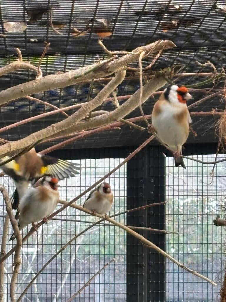 Majoor putters fam, Dieren en Toebehoren, Vogels | Overige Vogels, Meerdere dieren, Wildzangvogel