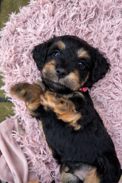 🌞🐾Dwergteckel x maltezer pups️🐾 (MALLETECKEL)🤭🤩, Dieren en Toebehoren, 8 tot 15 weken, Dwerg, Langhaar, Parvo