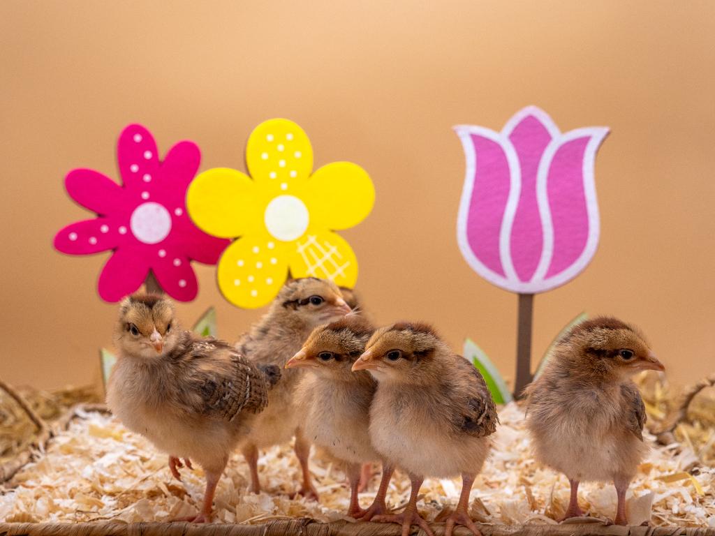 Jonge tamme Welsumer kuikens gesekst en ingeënt, Dieren en Toebehoren, Pluimvee, Vrouwelijk, Kip