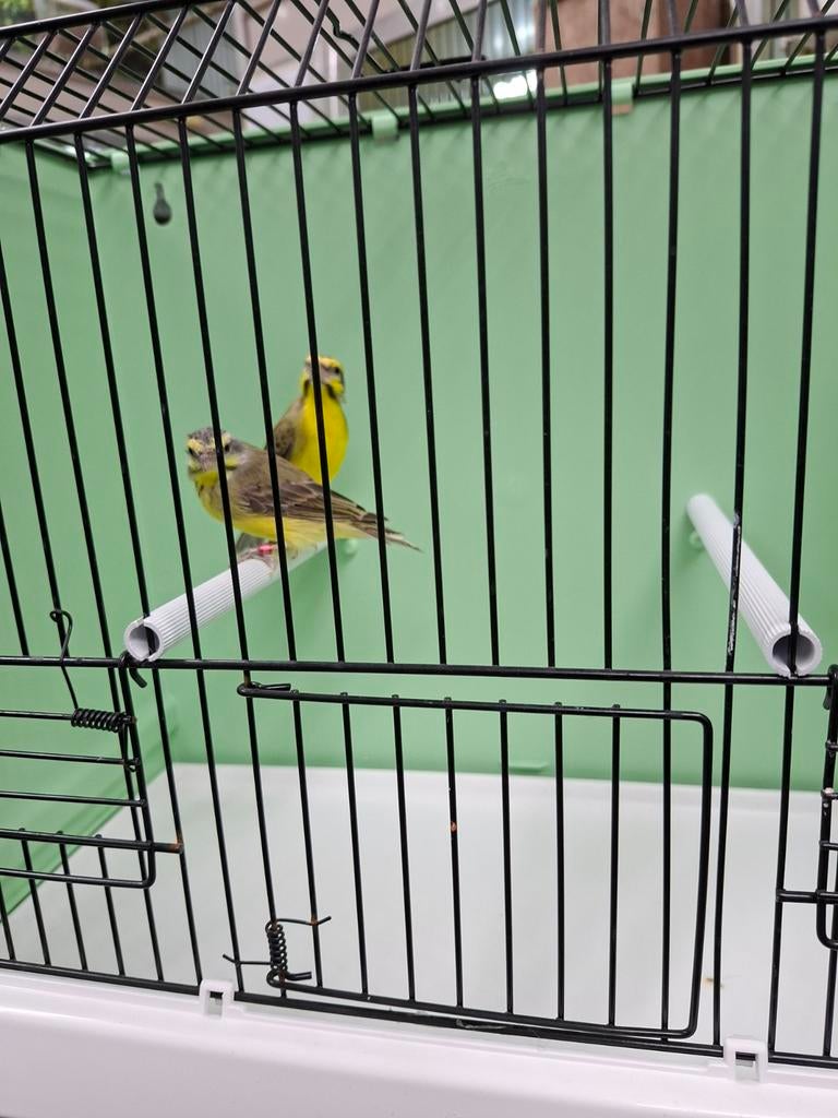 Koppel Mozambique sijsjes, Dieren en Toebehoren, Meerdere dieren, Geringd