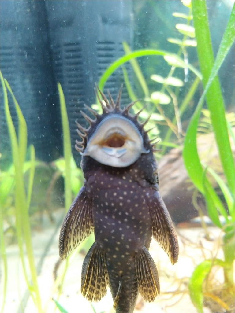 Ancistrus mannetje volwassen, Vis, Zoetwatervis