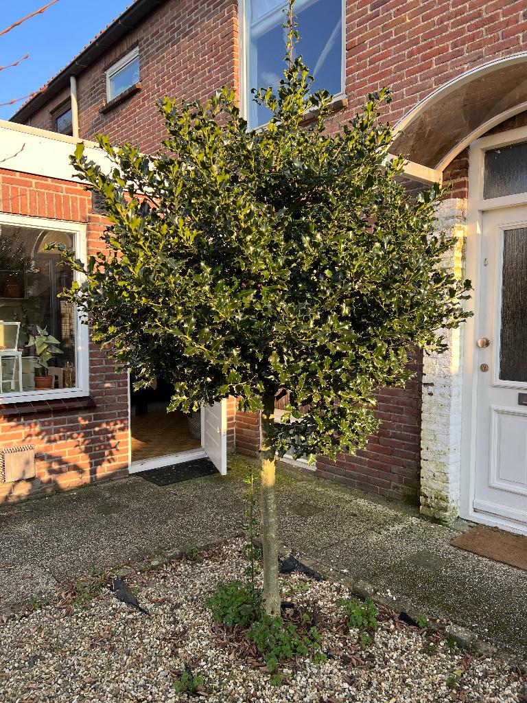 Hulst (gratis op te halen boom), Tuin en Terras, Planten | Bomen, Ophalen, Halfschaduw, Overige soorten, 100 tot 250 cm