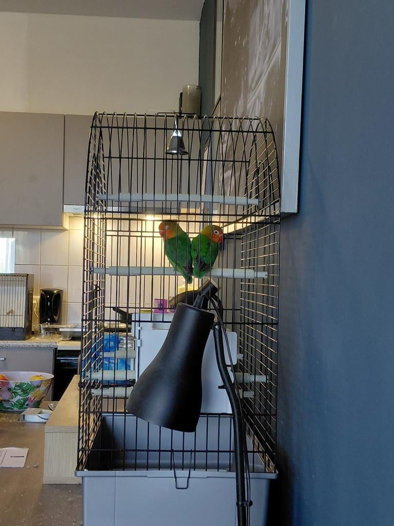 Agapornis Fischeri, Ophalen, Zo goed als nieuw, Volière