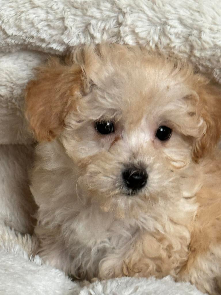 Prachtige pups ( Maltezer met Dwergpoedel ) Maltipoo, Poedel, Parvo, Nederland, 8 tot 15 weken