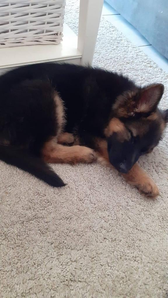 Gezonde herder puppy gezocht., Dieren en Toebehoren, Honden | Herdershonden en Veedrijvers, 8 tot 15 weken, Teef, Parvo, Eén hond