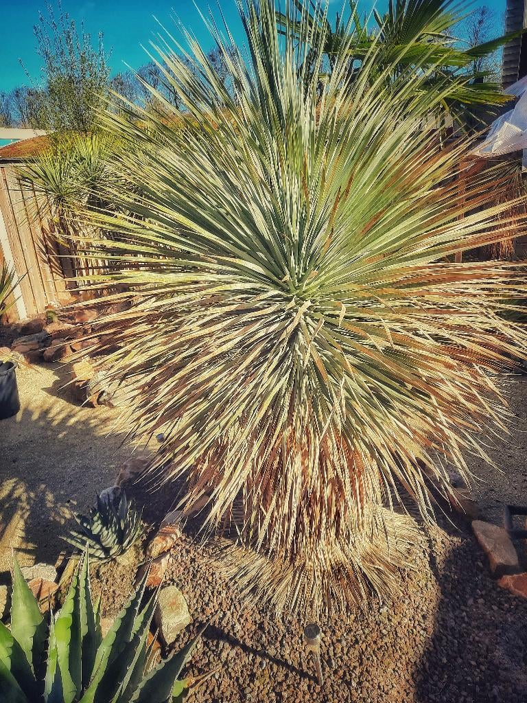 yucca rostrata, Ophalen, Overige soorten, Volle zon