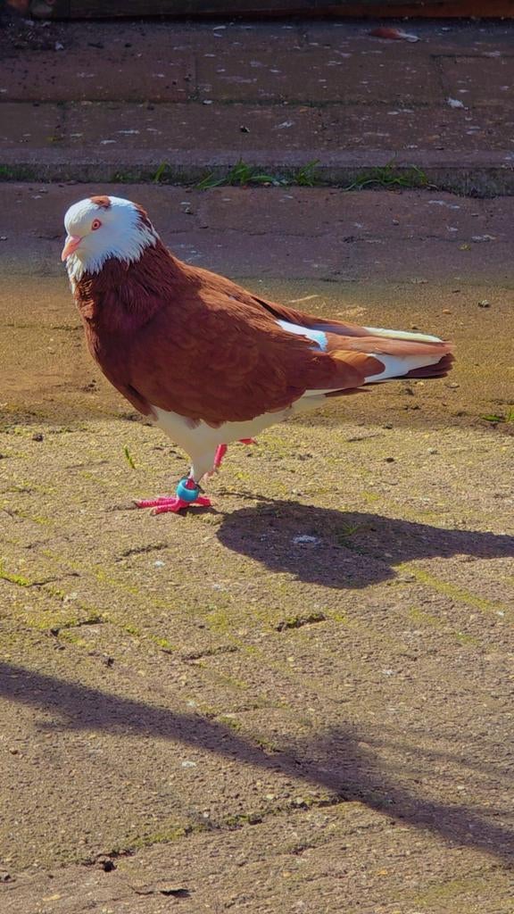 Duiven te koop, Dieren en Toebehoren, Vogels | Duiven, Meerdere dieren, Overige soorten