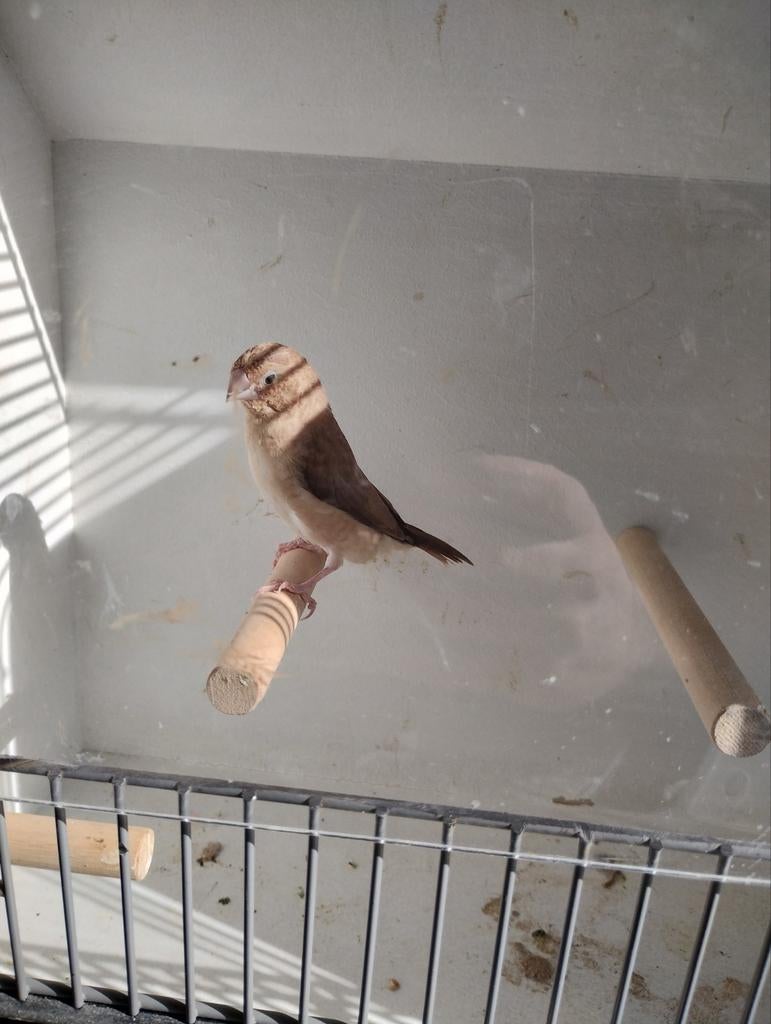 Zilverbekje man bruin agaat, Dieren en Toebehoren, Vogels | Overige Vogels, Mannelijk, Tropenvogel, Geringd