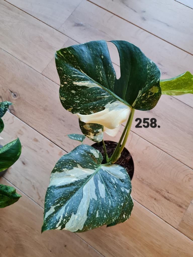 Veel soorten kamerplanten, Huis en Inrichting, Kamerplanten, Ophalen of Verzenden, Overige soorten, Minder dan 100 cm