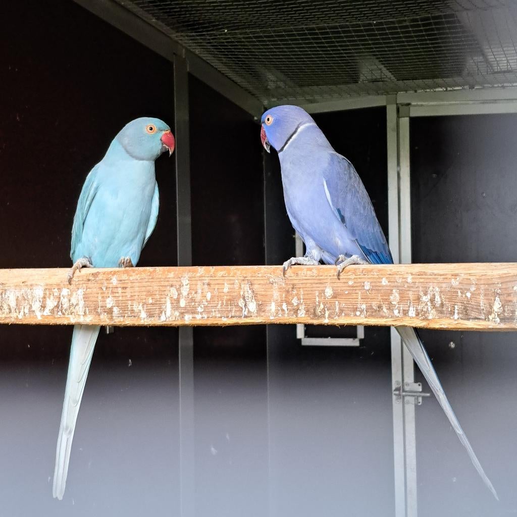 halsbandparkieten violet/opaline/wkwst X blauw opaline/wkwst, Dieren en Toebehoren, Vogels | Parkieten en Papegaaien, Meerdere dieren