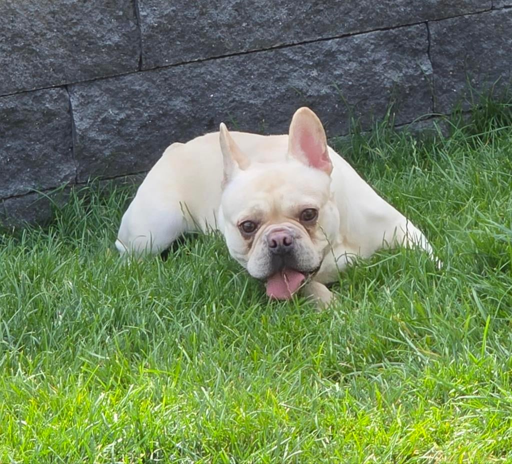 🥰 Super lieve franse Bulldog dekreu Storm ter dekking 🥰, Particulier, Reu, 1 tot 2 jaar, Buitenland