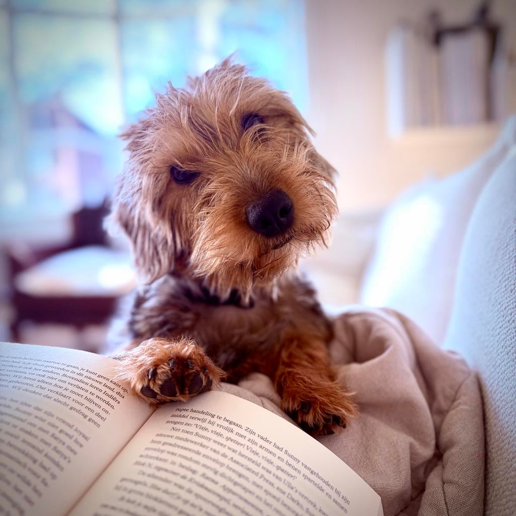 Oppas gezocht, Gastouders