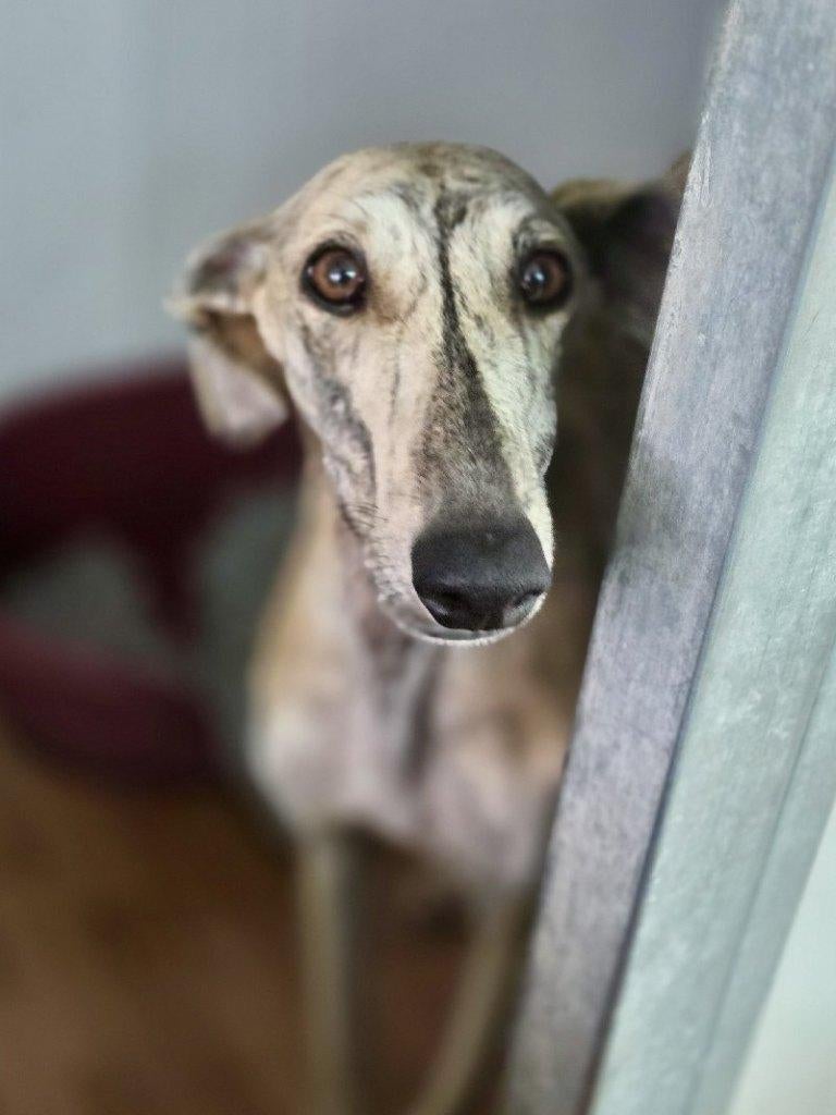 ACE: Ximena, haar uitstraling is zacht en vriendelijk, Dieren en Toebehoren, Honden | Windhonden, Particulier, Galgo, Buitenland