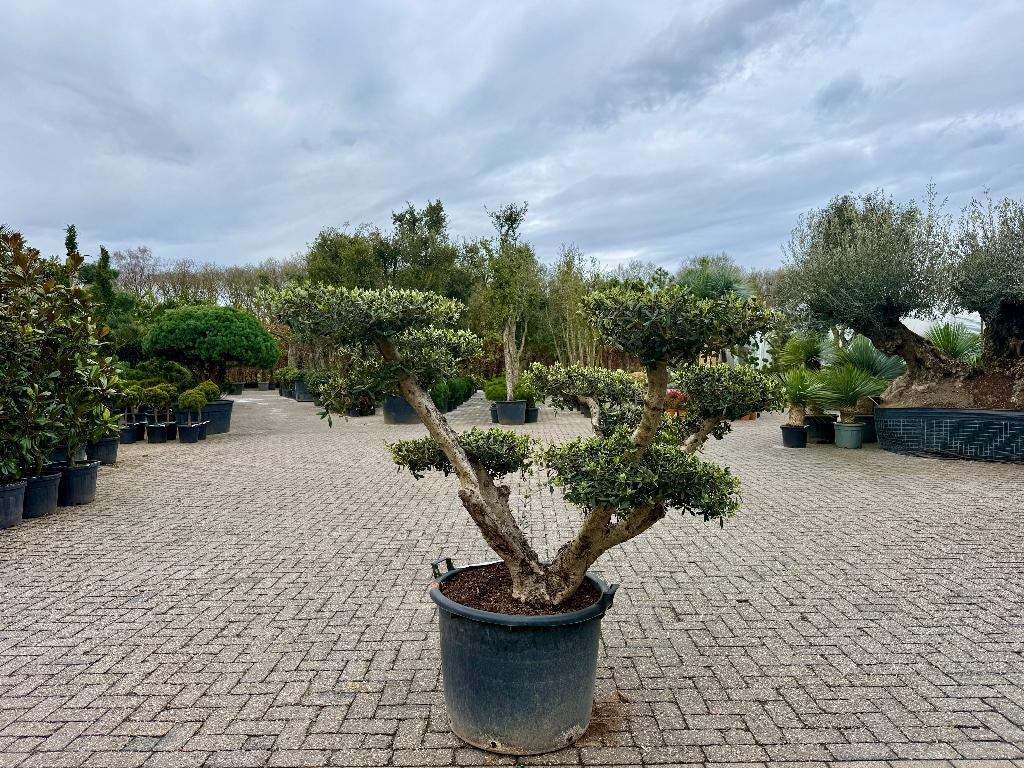Olijfboom - Olea europaea pon pon te koop bij Palmexpert, Ophalen of Verzenden, 100 tot 250 cm, Olijfboom, Zomer