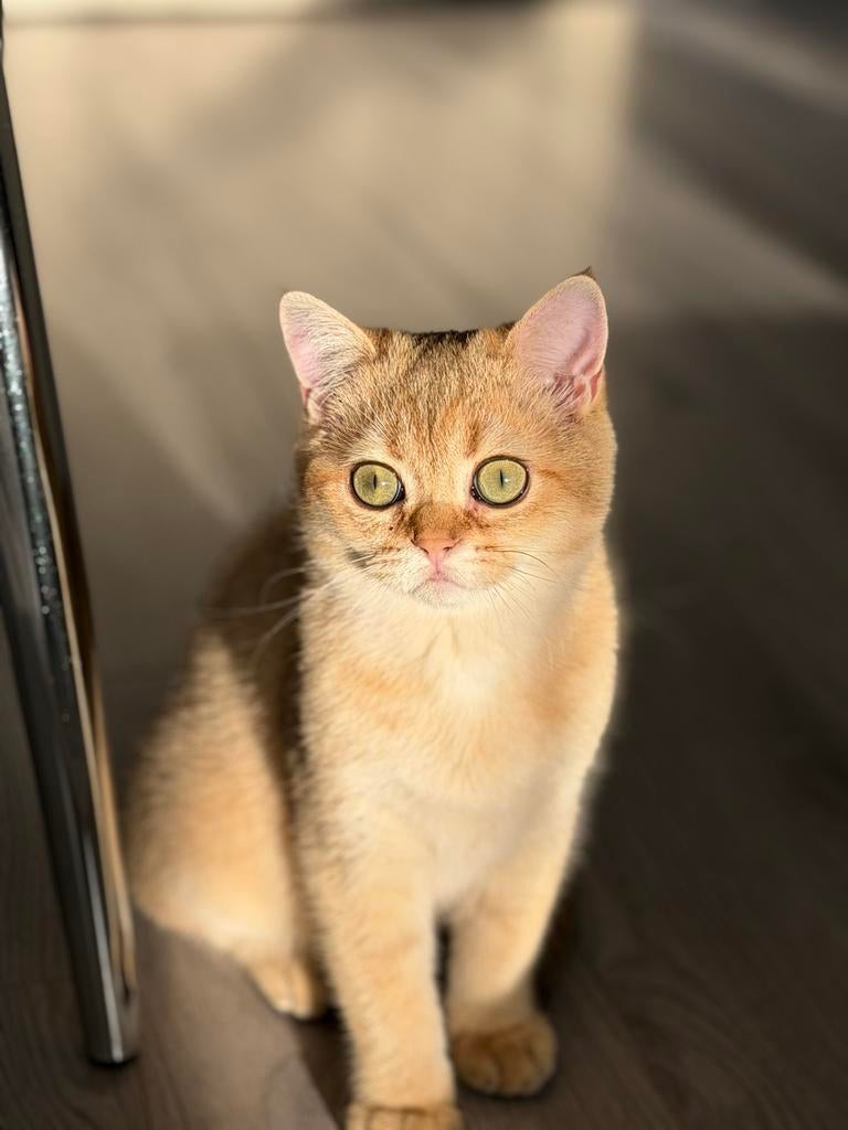 Katertje, Dieren en Toebehoren, Katten en Kittens | Overige Katten, Kater, Kortharig, 0 tot 2 jaar