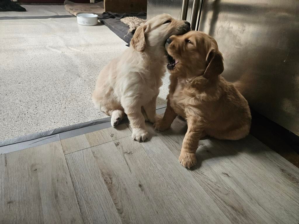 Golden Retriver pups mogen de nest uit !, Overige rassen, 8 tot 15 weken, Meerdere, Meerdere dieren