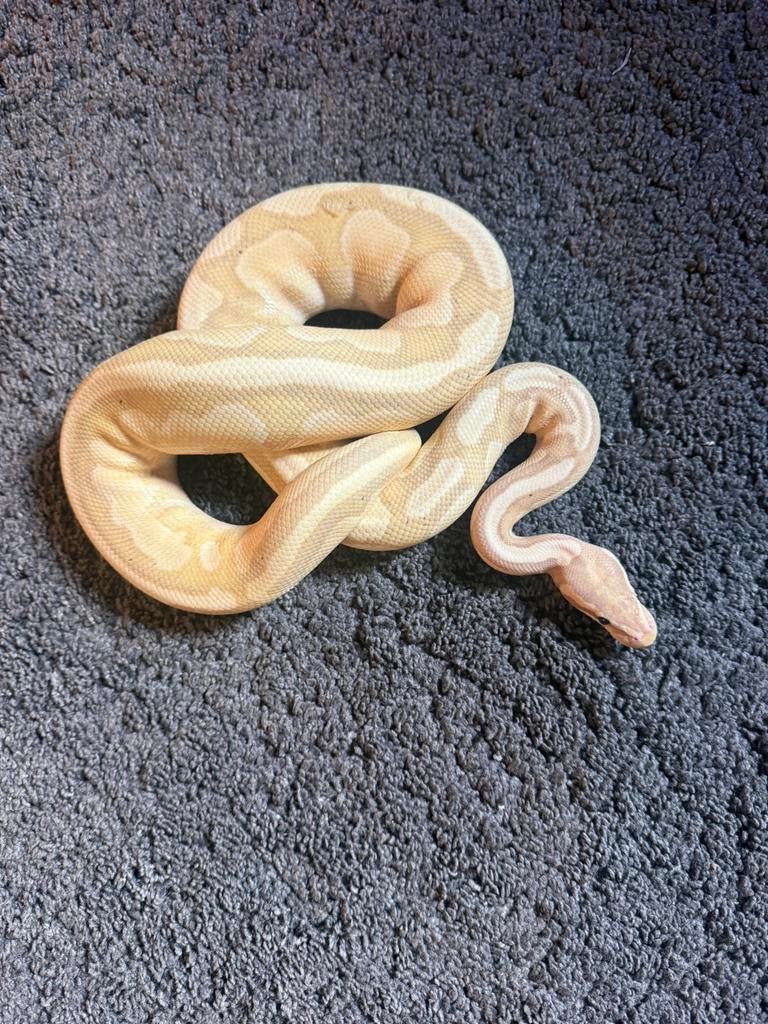 Koningspython Ball Python - unknown for sale from JoshuaZ