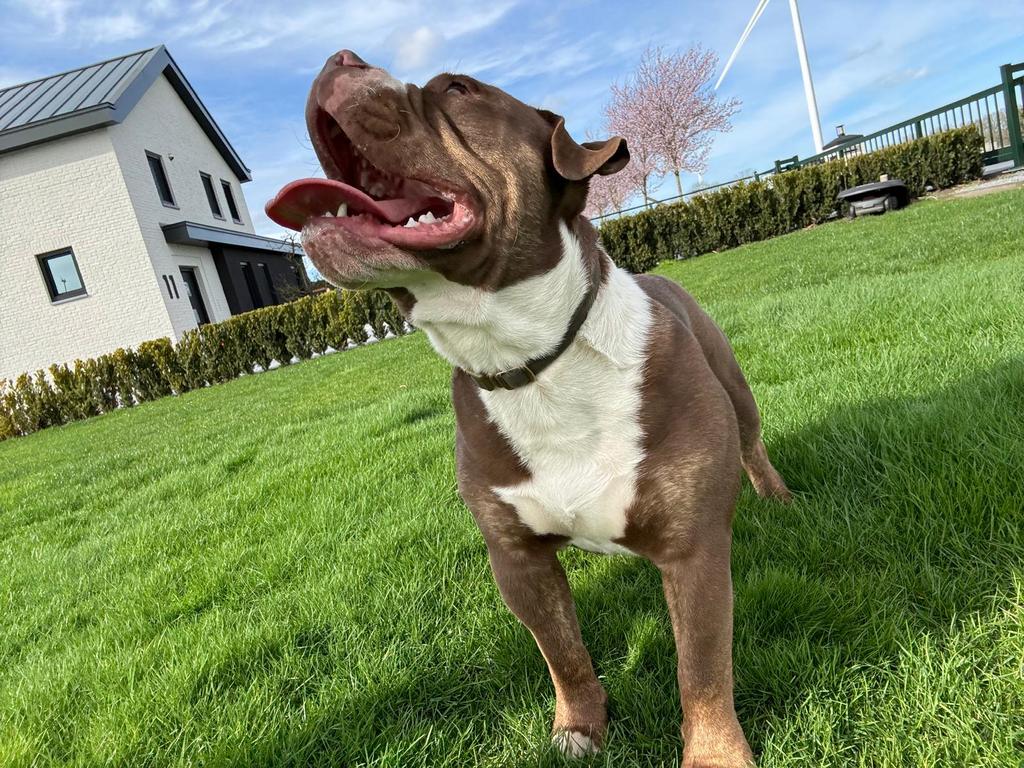 Old enlisch bulldog, Reu, 1 tot 2 jaar, Bulldog, Eén hond