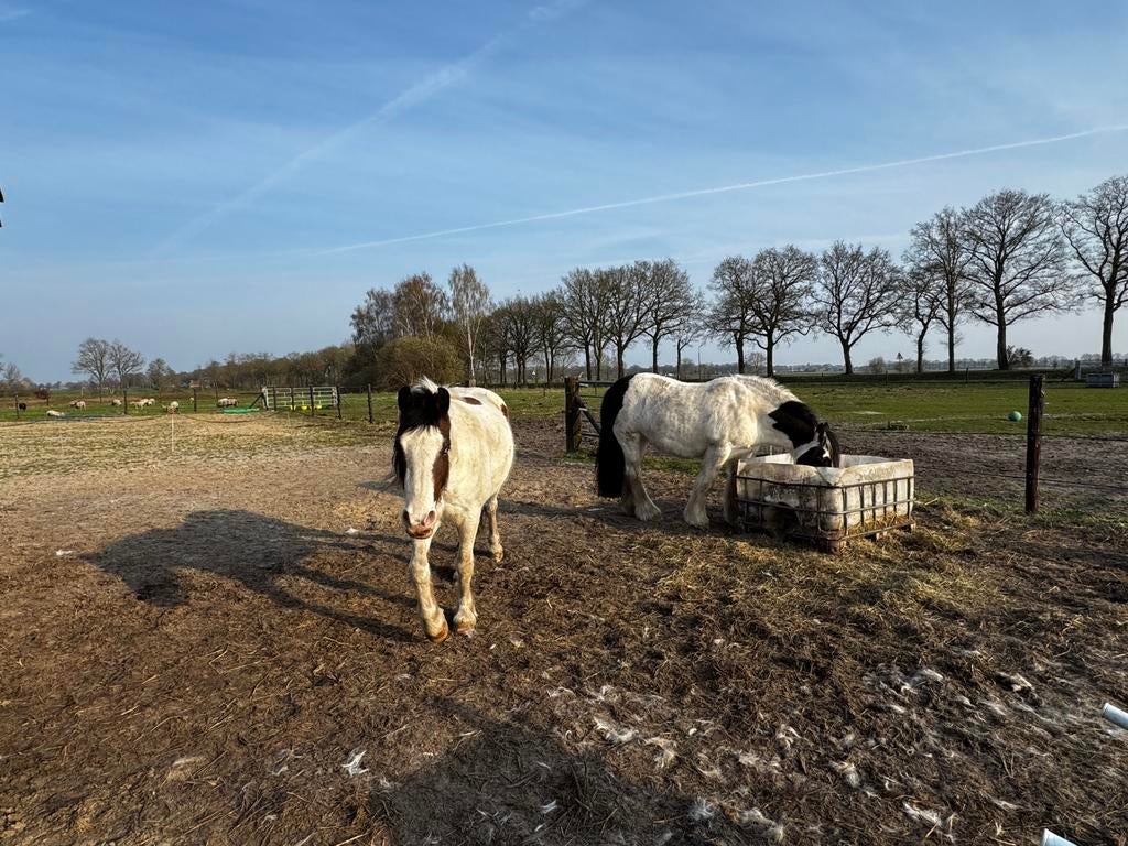 Weiland met schuilstal en paddock te huur, Weidegang