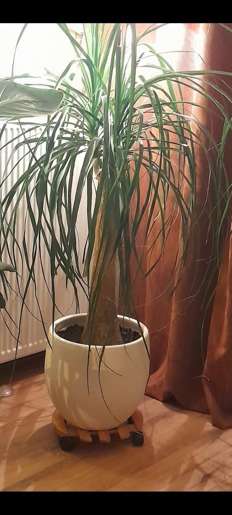 Grote kamerplant inclusief vaas, Ophalen, 100 tot 150 cm, Overige soorten, Halfschaduw