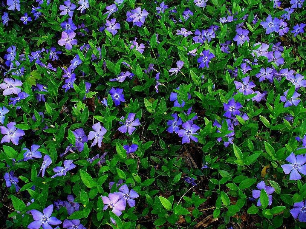 Vinca minor, Ophalen, Bodembedekkers, Volle zon, Vaste plant