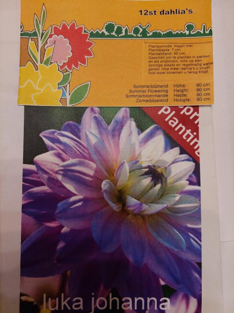 Dahlias knollen, Ophalen of Verzenden, Voorjaar, Volle zon, Knol