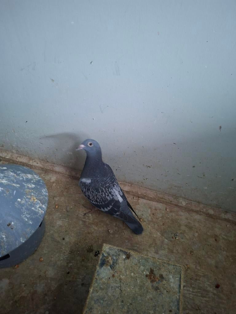 Jonge duiven, Dieren en Toebehoren, Vogels | Duiven, Meerdere dieren, Postduif