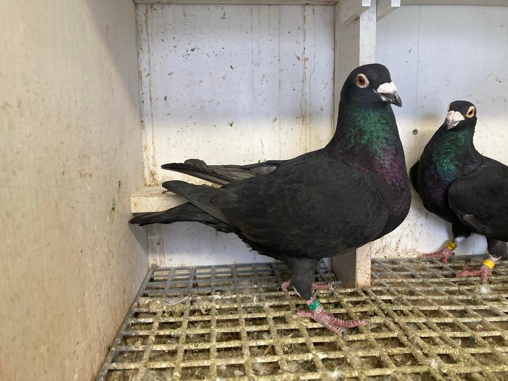 Koppel postduiven, Dieren en Toebehoren, Vogels | Duiven, Meerdere dieren, Postduif