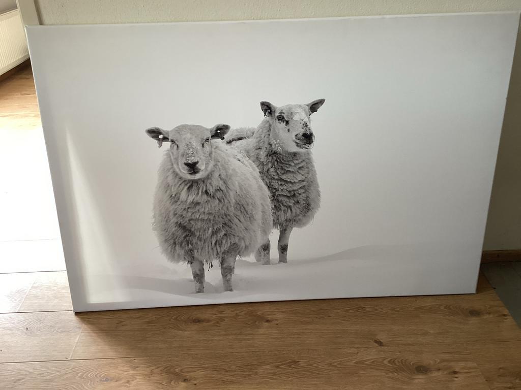 Canvas afbeelding schapen in de sneeuw 120 x 80 cm, Ophalen, 100 tot 125 cm, 75 cm of meer, Print