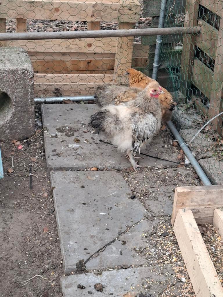 Wyandotte kriel kipjes., Dieren en Toebehoren, Pluimvee, Kip, Meerdere dieren