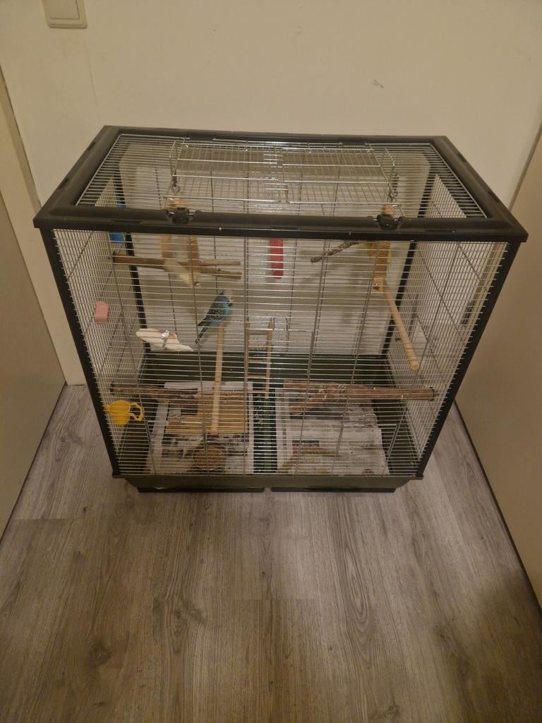 2 Engelse parkieten Met kooi, Meerdere dieren, Parkiet