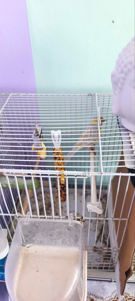 Verkoop, Ophalen of Verzenden, Hout, Vogelkooi