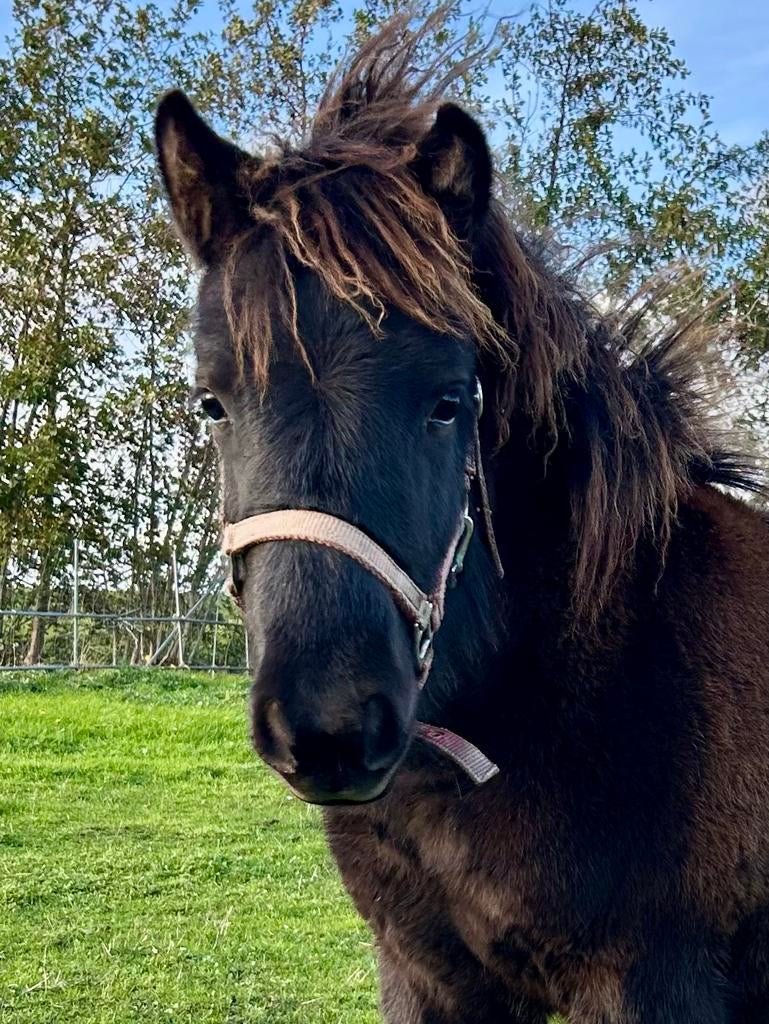 Diverse appaloosa mini paardjes, Dieren en Toebehoren, Pony's, Merrie, Niet van toepassing, A pony (tot 1.17m), Gechipt