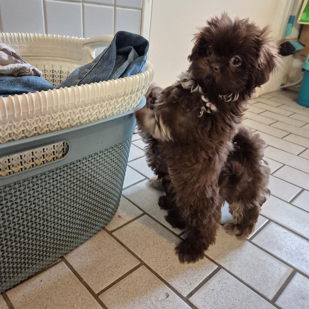 lieve raszuivere choco gekleurde shih tzu pups, Overige rassen, 8 tot 15 weken, Meerdere, Meerdere dieren