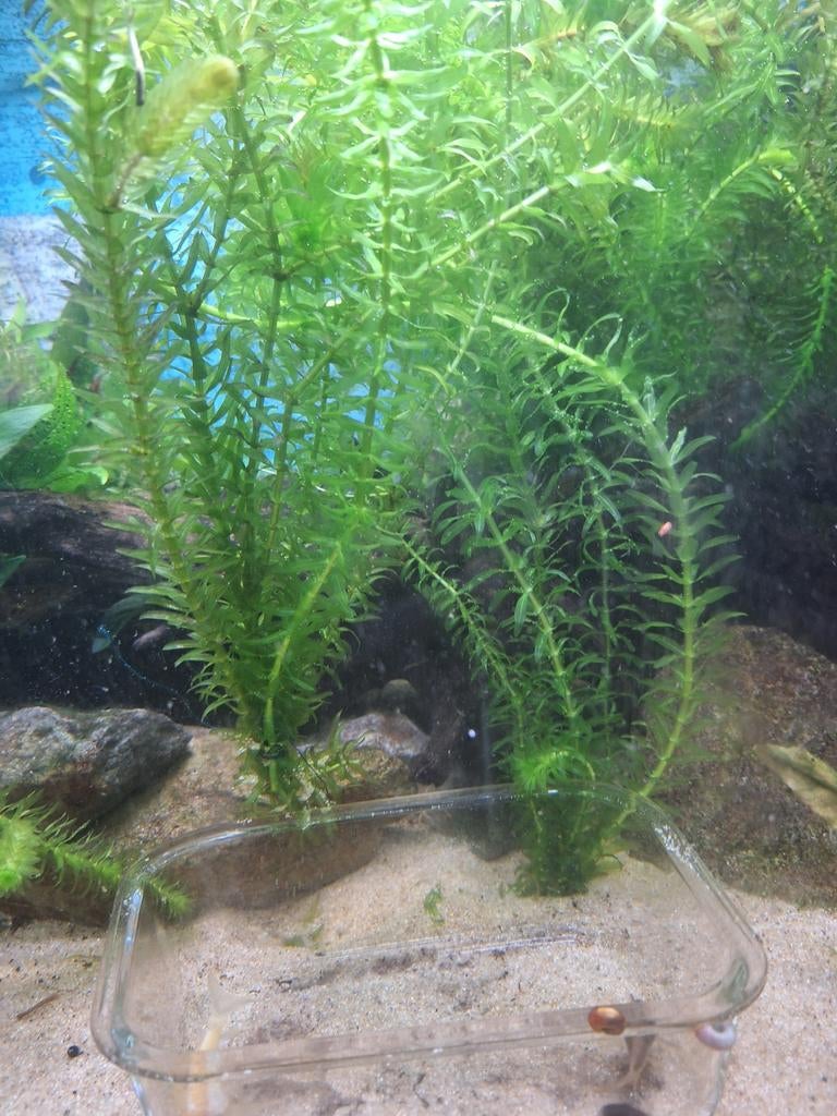 Waterpest en rode posthoornslakken, Dieren en Toebehoren, Ophalen, Nieuw, Plant(en), Steen of Hout