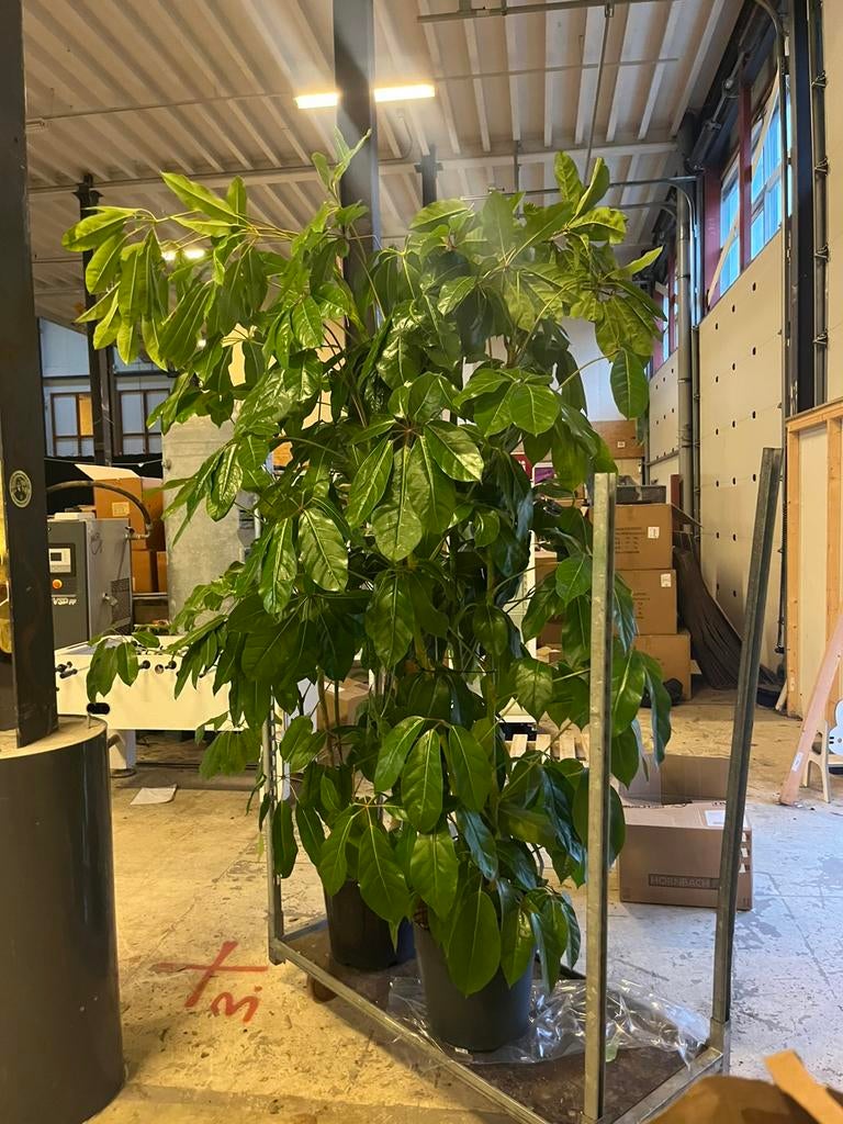 Hele grote volle schefflera – 250-300cm, Ophalen of Verzenden